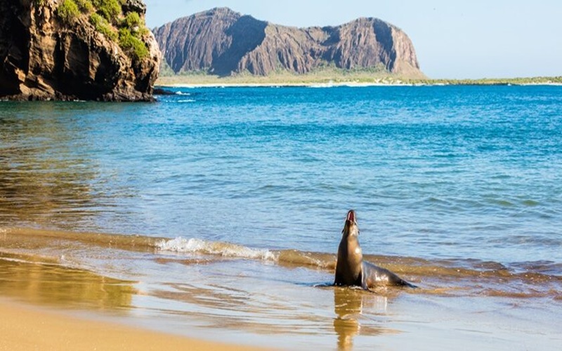 Galapagos2