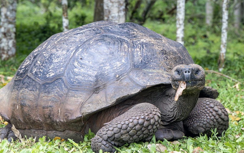 Galapagos3